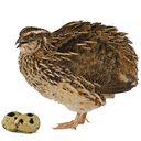 بلدرچین