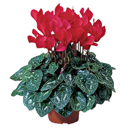 گل و گلستان