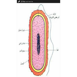 microorganism