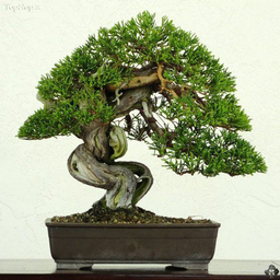 bring up bonsai
