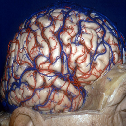 آناتومی و فیزیولوژی مغز