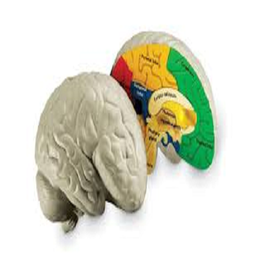 آناتومی وفیزیولوژی مغز