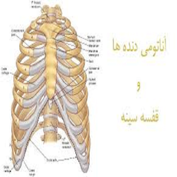 آناتومی قفسه سینه