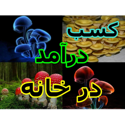 کسب درآمد با پرورش قارچ درخانه
