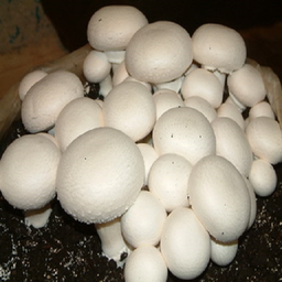 پرورش سودآور قارچ خوراکی