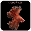 آبزیان آکواریومی