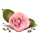گیاهان آپارتمانی و زینتی
