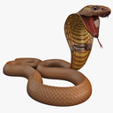 60 نوع مار سمی