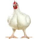 کسب درآمد با مرغ گوشتی