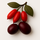 ‏زرشک و عناب خراسان جنوبی