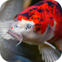 Japanese Koi Fish Wallpaper