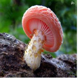 Full training for growing mushrooms