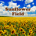 Sunflower Field Theme