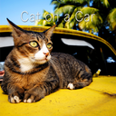 Cute Theme-Cat on a Car-