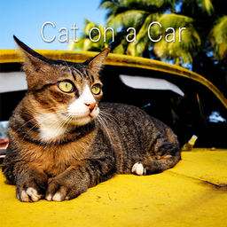 Cute Theme-Cat on a Car-