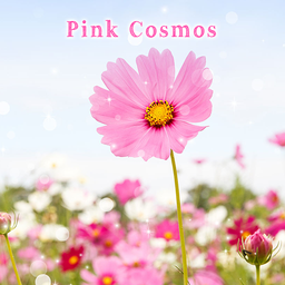 Pink Cosmos Theme +HOME
