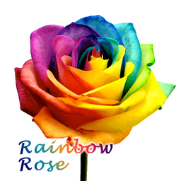 Rainbow Rose +HOME Theme