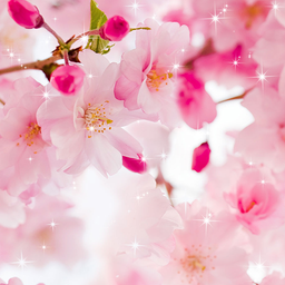 Flower Wallpaper Vivid Sakura