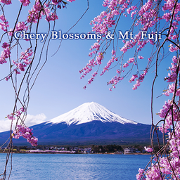 Chery Blossoms & Mt. Fuji