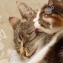 猫の親子の壁紙きせかえ　Smack！