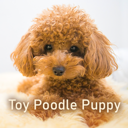 Toy Poodle Puppy Theme
