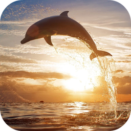 Jumping Dolphin Live Wallpaper