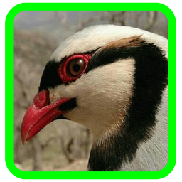 آموزش پرورش کبک