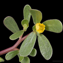 Purslane