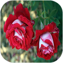 انواع گل ها