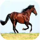 اسب