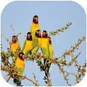 پرندگان تانزانیا