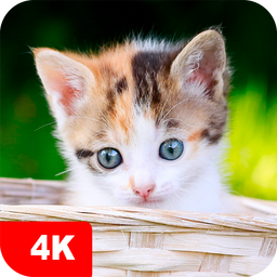 Kitten Wallpapers 4K