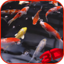 Koi Video Live Wallpaper