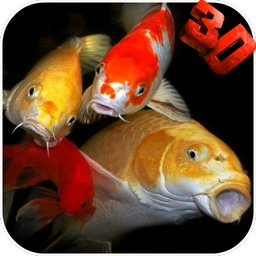 Koi HD Video Live Wallpaper