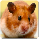 Cute Hamster Wallpaper