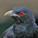 Asian koel bird sounds