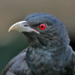 Asian koel bird sounds