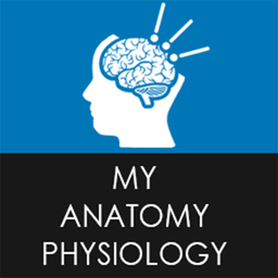 Anatomy Physiology