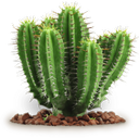 kaktoos