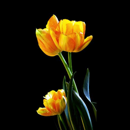 HD Flowers Live Wallpaper