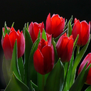 tulips