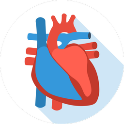 Anatomy of the human heart