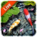 Koi Fish Live Wallpaper