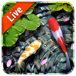 Koi Fish Live Wallpaper