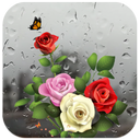 Rose Live Wallpaper with Waterdrops