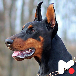 Doberman Pinscher Wallpapers