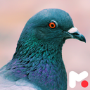 Pigeon Wallpapers