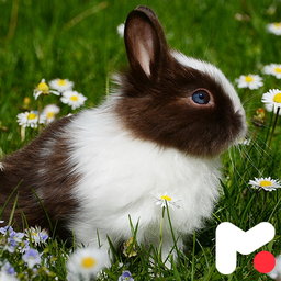 Rabbit Wallpapers