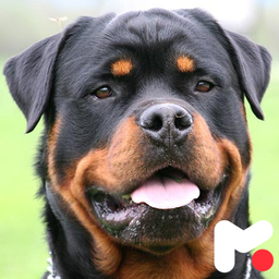 Rottweiler Wallpapers