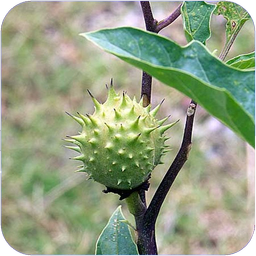 گیاهان سمی